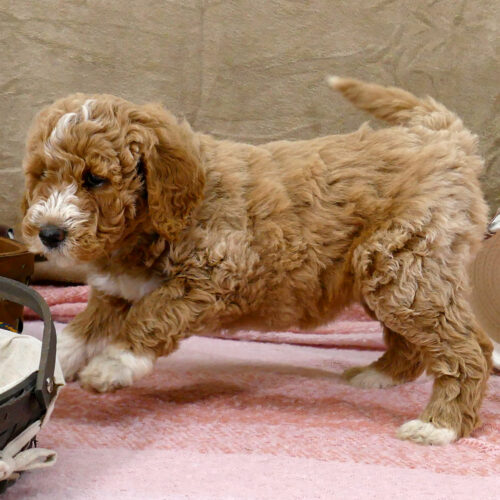 Apricot female Goldendoodle with a white blaze being playful - Misty