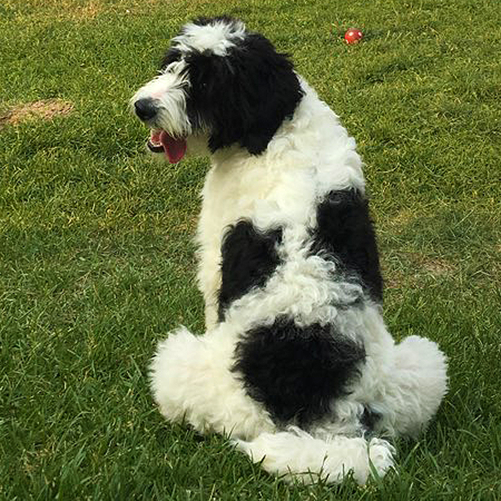 Black and white spotted adult Bernedoodle - Jade