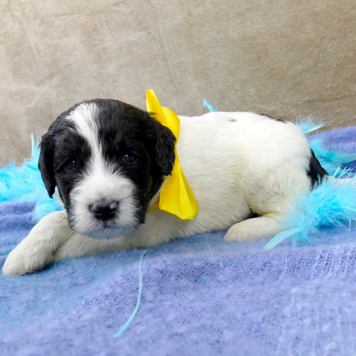 Black-and-white parti Goldendoodle puppy - Cloudy