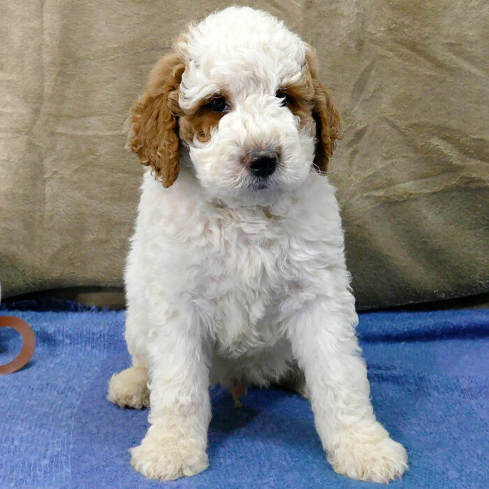 Parti apricot and white goldendoodle male puppy sitting - Brisk