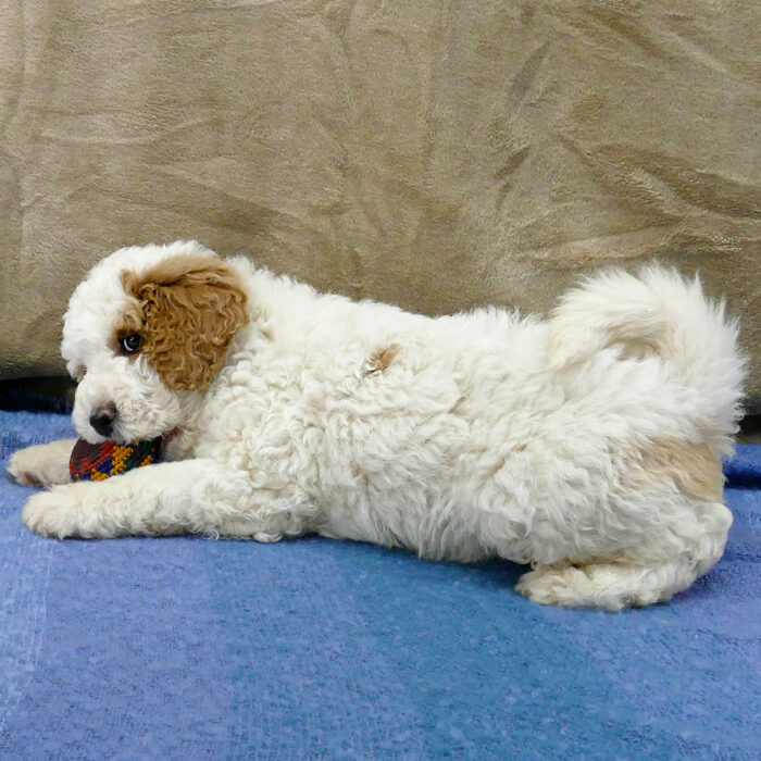 Parti apricot and white goldendoodle male puppy gnawing on a ball - Brisk