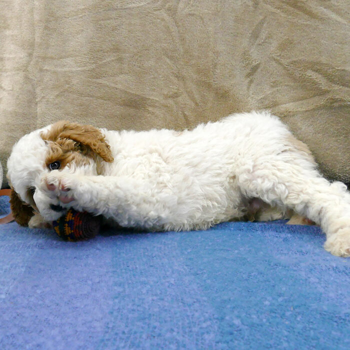 Parti apricot and white goldendoodle male puppy chewing on a toy - Brisk