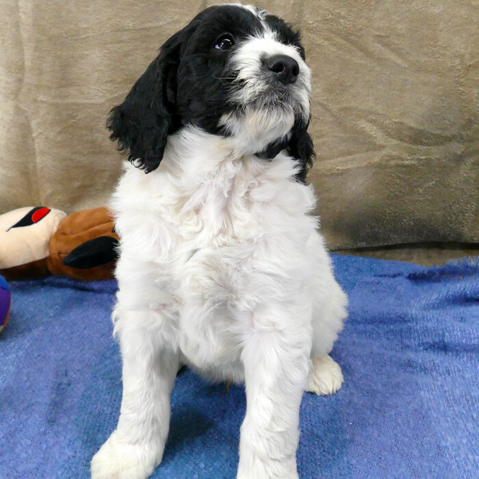 Black and white parti male goldendoodle puppy - Cloudy
