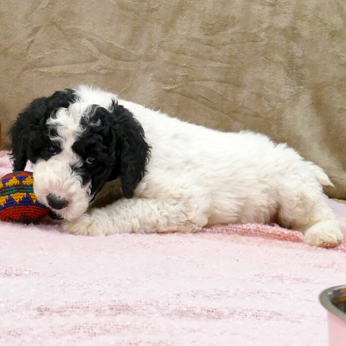 Black and white parti female Goldendoodle gwaning on a ball - Glacia