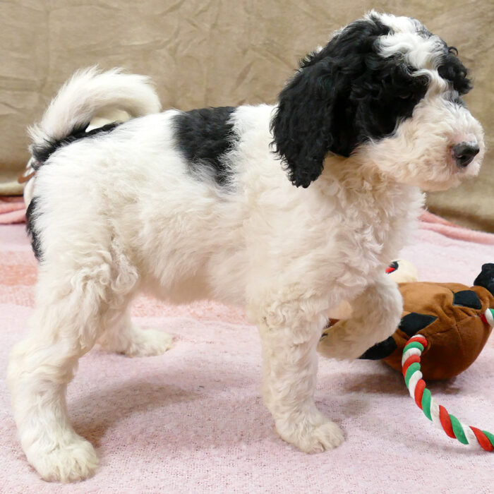 Black and white parti female Goldendoodle pointing - Glacia