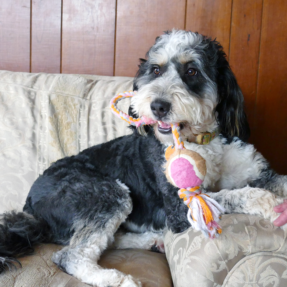 Tricolor adult Bernedoodle holding a toy in her mouth - Olive