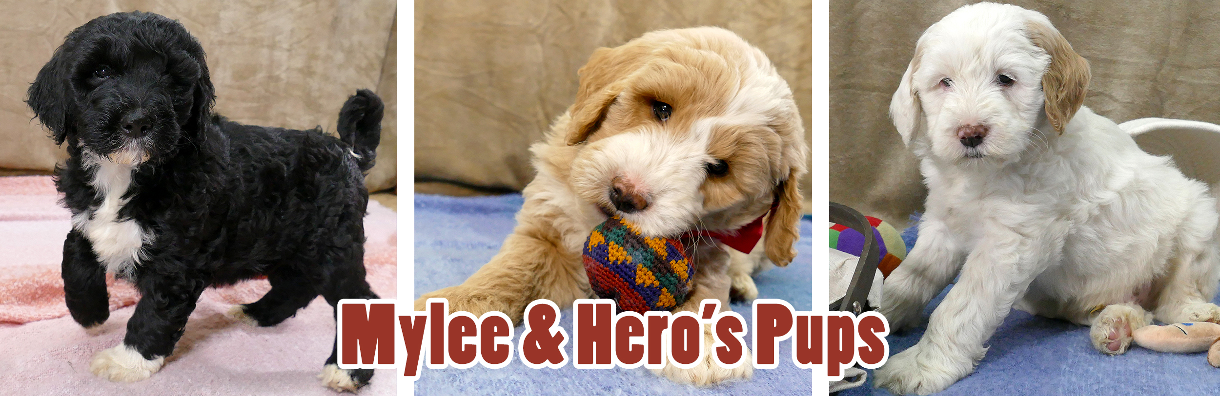 Three cute pictures of Mylee and Hero's puppies