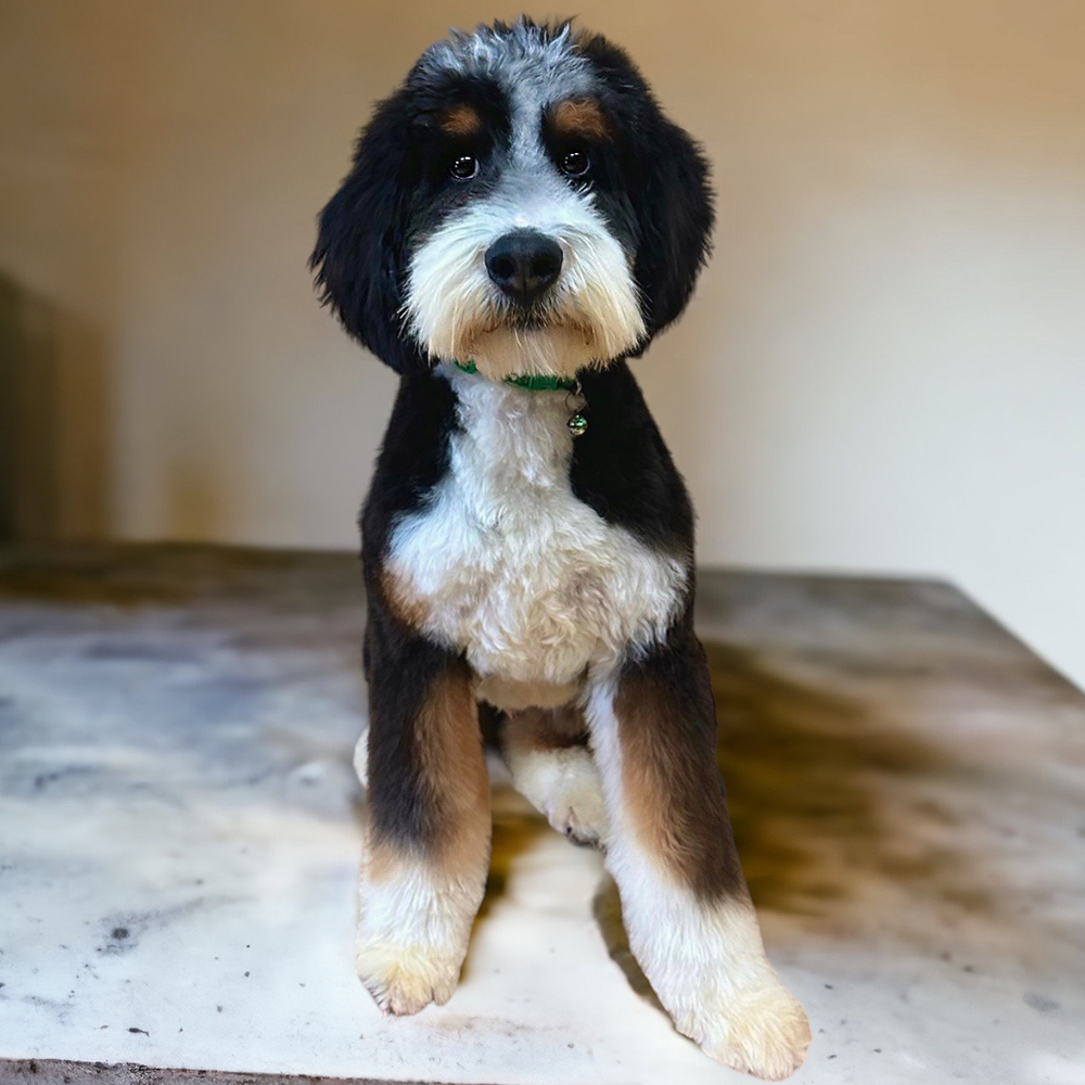 Beautiful male tri-colored Bernedoodle