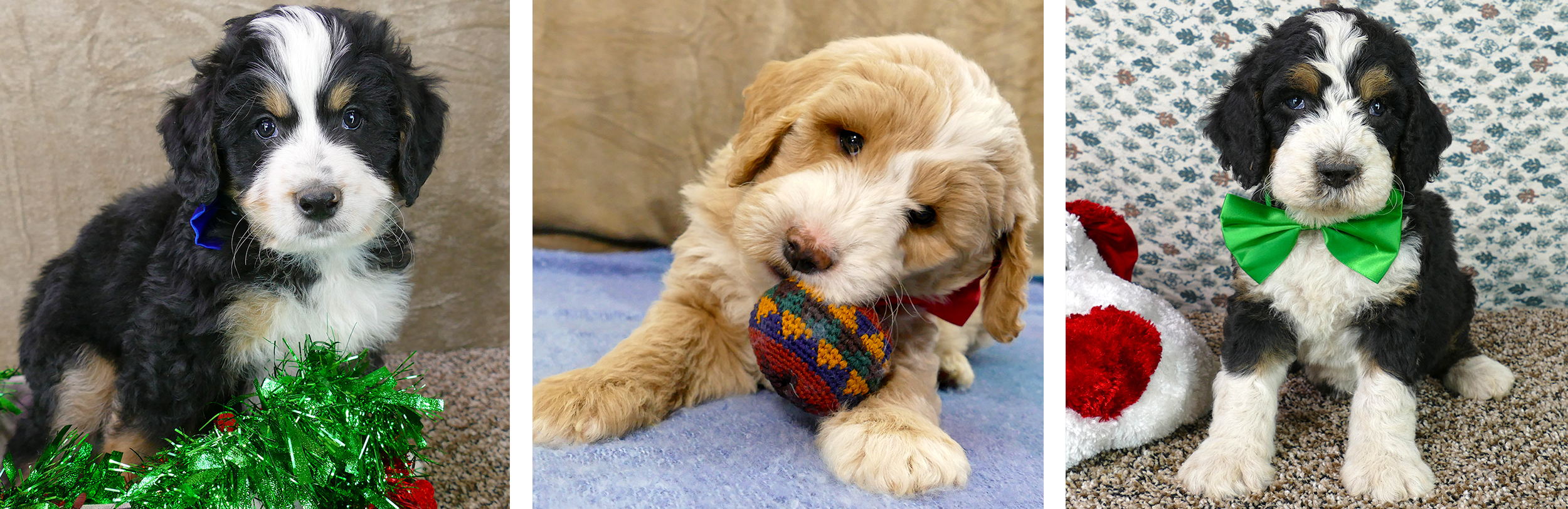Three adorable puppies - two tri-color Bernedoodles and a Goldendoodle