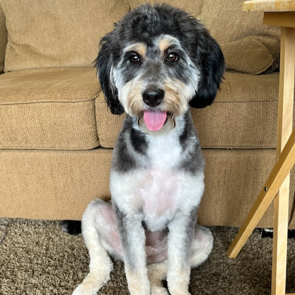 Tri-colored Bernedoodle - Sadie