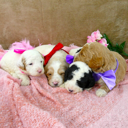 Goldendoodle puppies of various colors snuggling on a pink blanket.