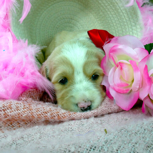 Apricot Goldendoodle puppy with a white blaze - Polar