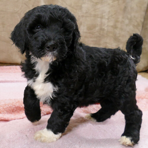Black female Goldendoodle with a white blaze pointing - Hazy