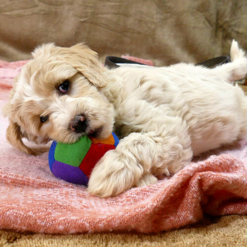 Apricot female Goldendoodle puppy with a white blaze chewing on a ball - Polar