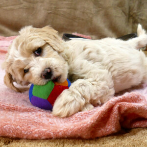 Apricot female Goldendoodle puppy with a white blaze chewing on a ball - Polar