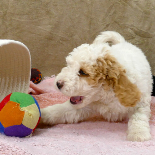 White and apricot parti female Goldendoodle playing - Yuki